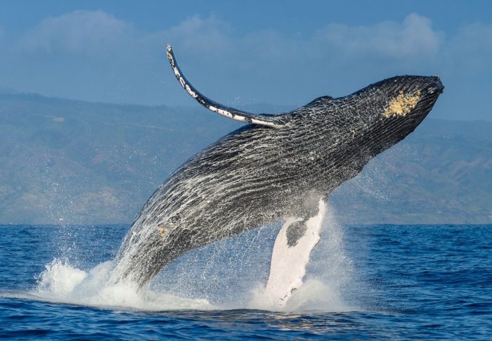 Make Your Maui Days Memorable, Experience Whale Watching In A Private Charter