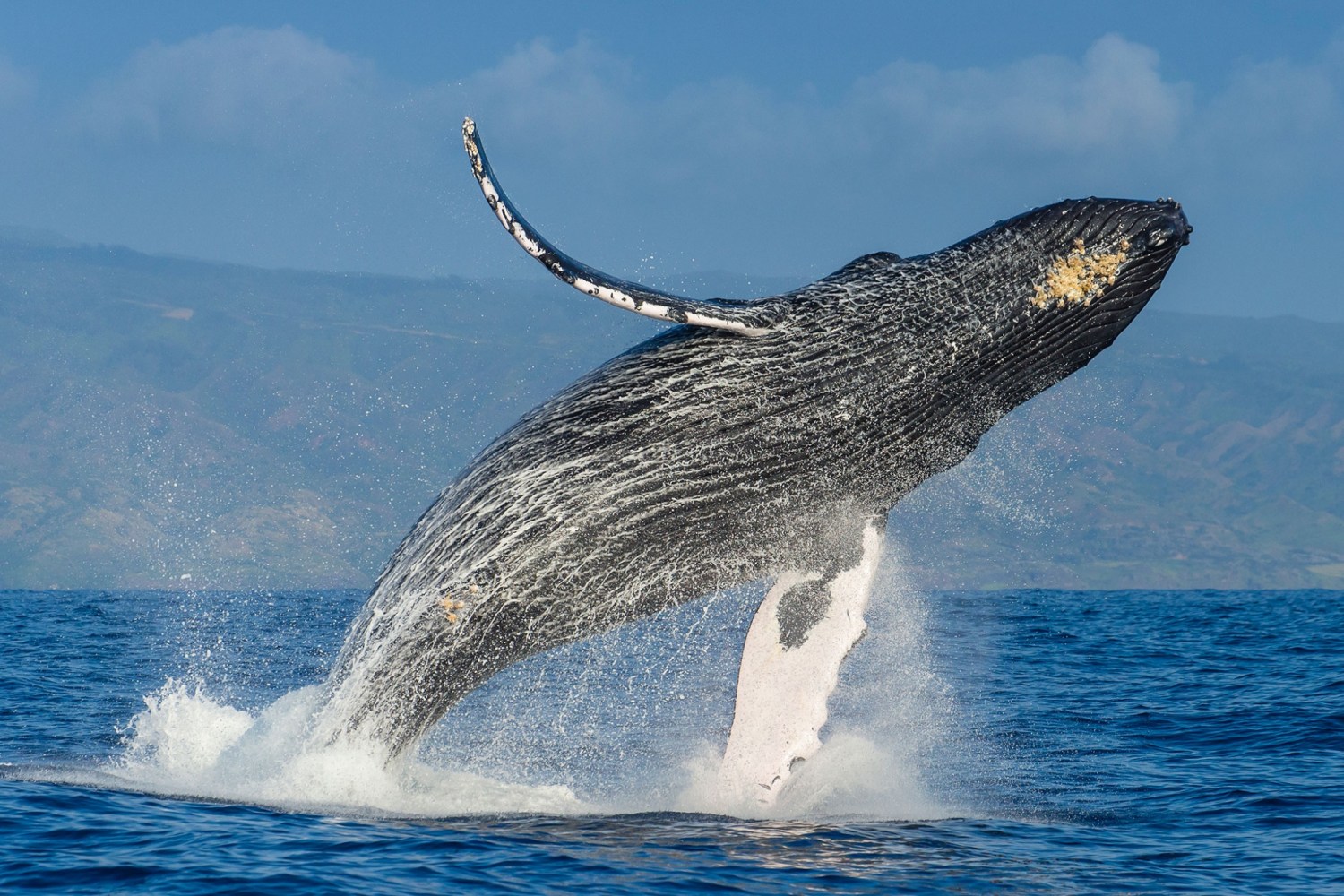 Make Your Maui Days Memorable, Experience Whale Watching In A Private Charter